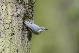 Nuthatch (Sitta europaea) at the breeding den, North Rhine-Westphalia, Germany