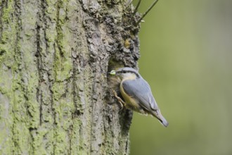 Nuthatch (Sitta europaea) at the breeding den, North Rhine-Westphalia, Germany