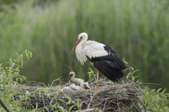 White stork (Ciconia ciconia) with chicks in the nest, North Rhine-Westphalia, Germany