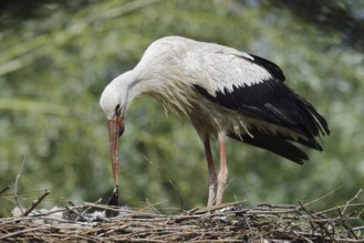 White stork (Ciconia ciconia) feeding chicks in the nest, North Rhine-Westphalia, Germany