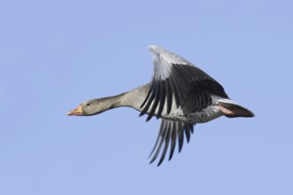 Greylag goose (Anser anser), flying, North Rhine-Westphalia, Germany