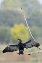 Cormorant (Phalacrocorax carbo) sitting on a branch and drying its feathers, North