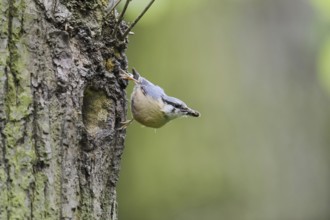 Nuthatch (Sitta europaea) at the breeding den, North Rhine-Westphalia, Germany