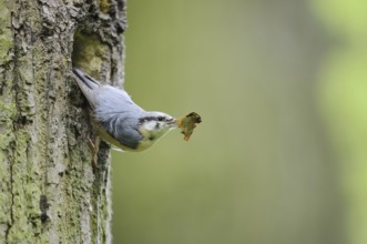Nuthatch (Sitta europaea) at the breeding den, North Rhine-Westphalia, Germany