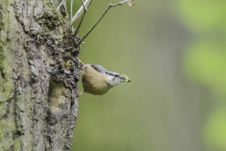 Nuthatch (Sitta europaea) at the breeding den, North Rhine-Westphalia, Germany