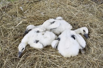 White stork (Ciconia ciconia), chick in nest, North Rhine-Westphalia, Germany