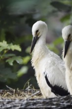 White stork (Ciconia ciconia), chick in nest, North Rhine-Westphalia, Germany