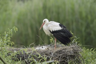White stork (Ciconia ciconia) with chicks in the nest, North Rhine-Westphalia, Germany