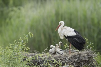 White stork (Ciconia ciconia) with chicks in the nest, North Rhine-Westphalia, Germany