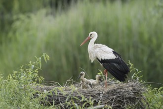 White stork (Ciconia ciconia) with chicks in the nest, North Rhine-Westphalia, Germany