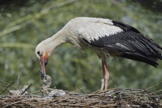 White stork (Ciconia ciconia) feeding chicks in the nest, North Rhine-Westphalia, Germany