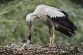 White stork (Ciconia ciconia) feeding chicks in the nest, North Rhine-Westphalia, Germany