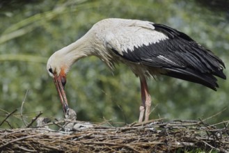 White stork (Ciconia ciconia) feeding chicks in the nest, North Rhine-Westphalia, Germany