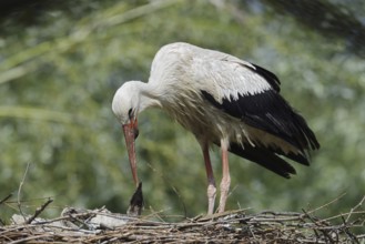 White stork (Ciconia ciconia) feeding chicks in the nest, North Rhine-Westphalia, Germany