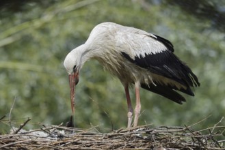 White stork (Ciconia ciconia) feeding chicks in the nest, North Rhine-Westphalia, Germany