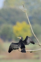 Cormorant (Phalacrocorax carbo) sitting on a branch and drying its feathers, North