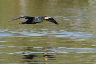 Cormorant (Phalacrocorax carbo) flying over the water, North Rhine-Westphalia, Germany
