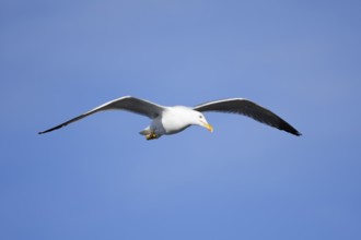 Mediterranean Gull (Larus michahellis) flying, Algarve, Portugal
