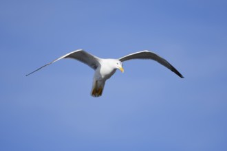 Mediterranean Gull (Larus michahellis) flying, Algarve, Portugal