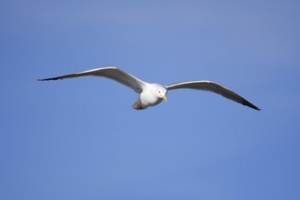 Mediterranean Gull (Larus michahellis) flying, Algarve, Portugal