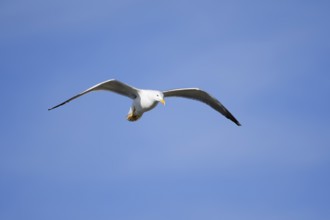Mediterranean Gull (Larus michahellis) flying, Algarve, Portugal