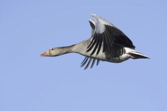 Greylag goose (Anser anser), flying, North Rhine-Westphalia, Germany