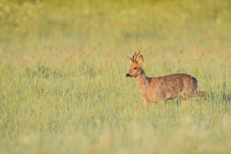 European roe deer (Capreolus capreolus), roebuck in a meadow, North Rhine-Westphalia, Germany