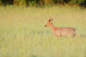 European roe deer (Capreolus capreolus), roebuck in a meadow, North Rhine-Westphalia, Germany