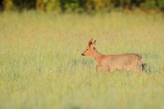 European roe deer (Capreolus capreolus), roebuck in a meadow, North Rhine-Westphalia, Germany