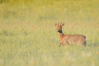 European roe deer (Capreolus capreolus), roebuck in a meadow, North Rhine-Westphalia, Germany