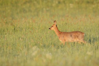 European roe deer (Capreolus capreolus), doe in a meadow, North Rhine-Westphalia, Germany