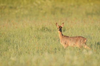 European roe deer (Capreolus capreolus), doe in a meadow, North Rhine-Westphalia, Germany