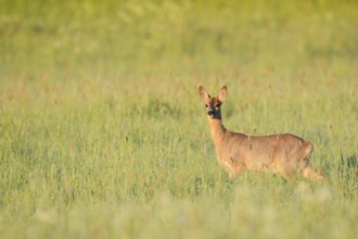 European roe deer (Capreolus capreolus), doe in a meadow, North Rhine-Westphalia, Germany