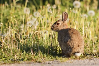 Wild rabbit (Oryctolagus cuniculus), North Rhine-Westphalia, Germany