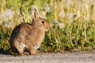Wild rabbit (Oryctolagus cuniculus), North Rhine-Westphalia, Germany