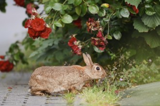 Wild rabbit (Oryctolagus cuniculus) on a shrub rose (Rosa) in a park, North Rhine-Westphalia,