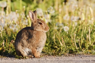Wild rabbit (Oryctolagus cuniculus), North Rhine-Westphalia, Germany