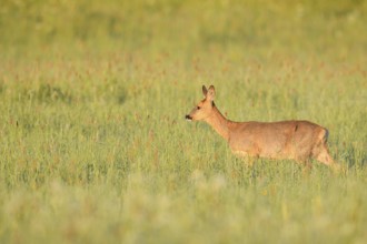 European roe deer (Capreolus capreolus), doe in a meadow, North Rhine-Westphalia, Germany