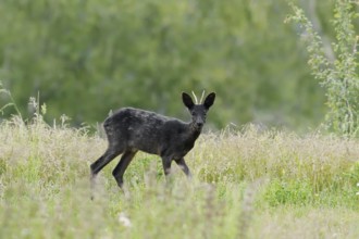 European roe deer (Capreolus capreolus), black roebuck standing in a meadow, Lower Saxony, Germany