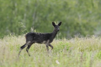 European roe deer (Capreolus capreolus), black roebuck standing in a meadow, Lower Saxony, Germany