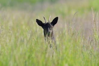 European roe deer (Capreolus capreolus), black roebuck, Lower Saxony, Germany
