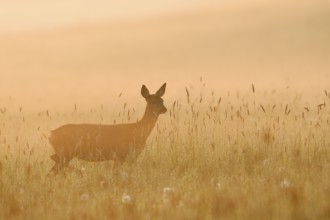 European roe deer (Capreolus capreolus), doe standing in a meadow in the morning mist at sunrise,