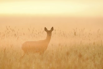 European roe deer (Capreolus capreolus), doe standing in a meadow in the morning mist at sunrise,