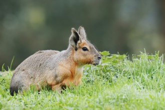 Patagonian Mara or Great Mara (Dolichotis patagonum), captive, occurrence in Argentina