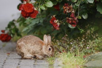 Wild rabbit (Oryctolagus cuniculus) on a shrub rose (Rosa) in a park, North Rhine-Westphalia,