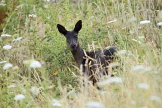 European roe deer (Capreolus capreolus), black doe, Lower Saxony, Germany