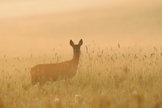 European roe deer (Capreolus capreolus), doe standing in a meadow in the morning mist at sunrise,