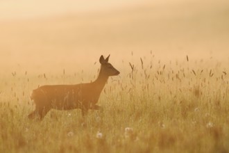 European roe deer (Capreolus capreolus), doe standing in a meadow in the morning mist at sunrise,