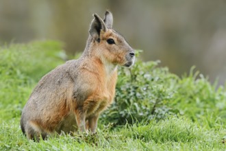 Patagonian Mara or Great Mara (Dolichotis patagonum), captive, occurrence in Argentina