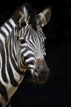 Chapman's plains zebra (Equus quagga chapmani, Equus burchellii chapmani), portrait, captive,